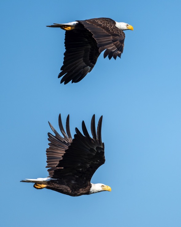 two eagles_8290_01-1