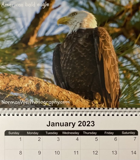 American bald eagle