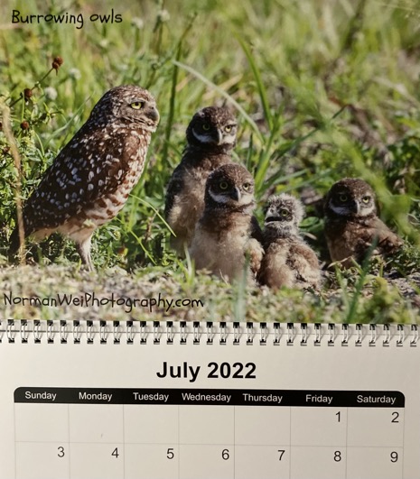 burrowing owls