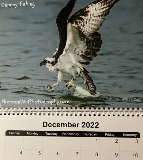 osprey catching fish