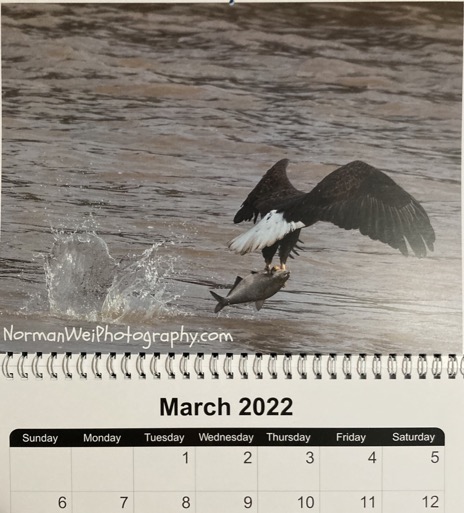eagle with fish at Conowingo Dam