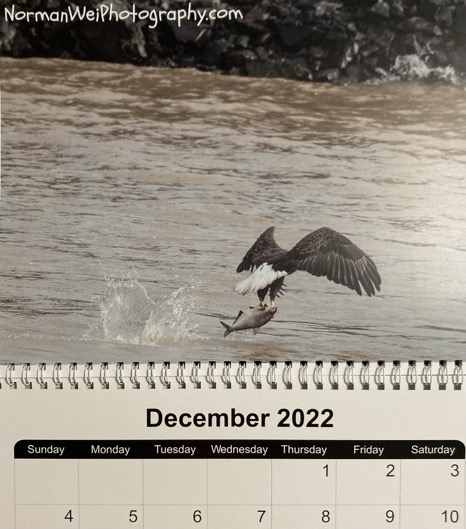 eagle with fish ar Conowingo Dam