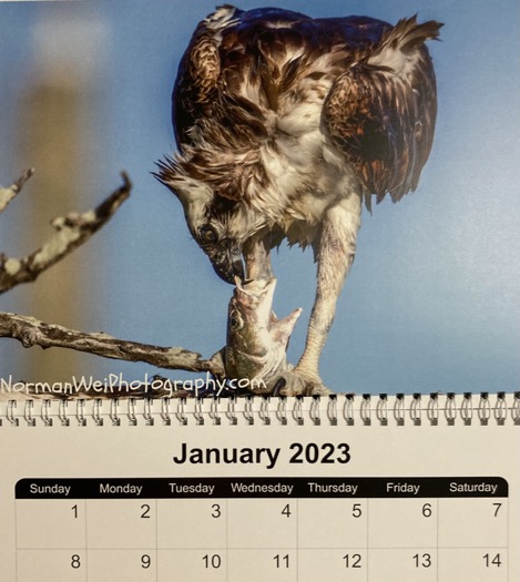 osprey's kiss of death