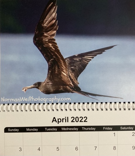 Frigatebird with fish