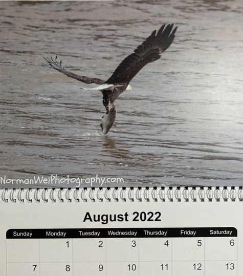 eagle with fish at Conowingo Dam