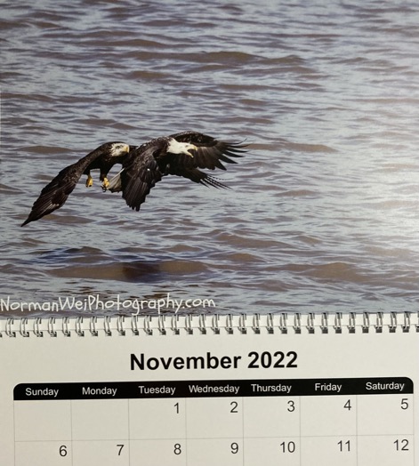 eagle chasing another eagle with fish