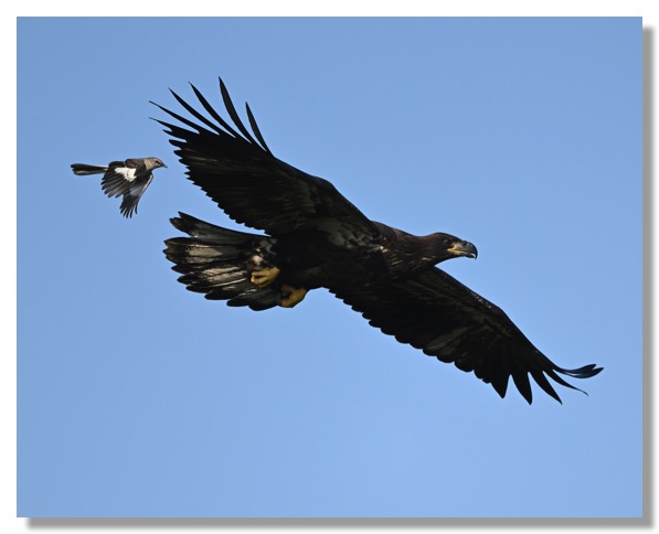 DSC_6932-DeNoiseAI-clear