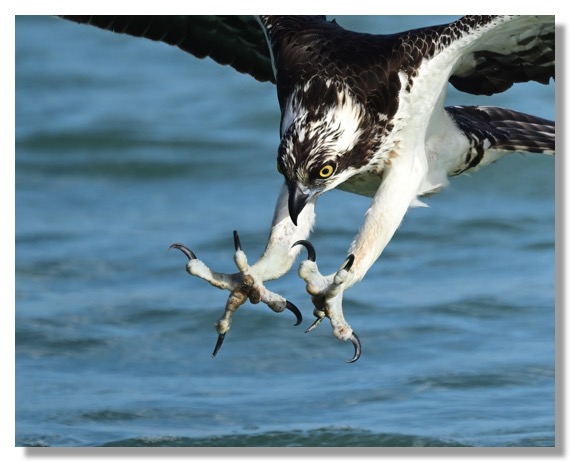 DSC_2548-DeNoiseAI-clear