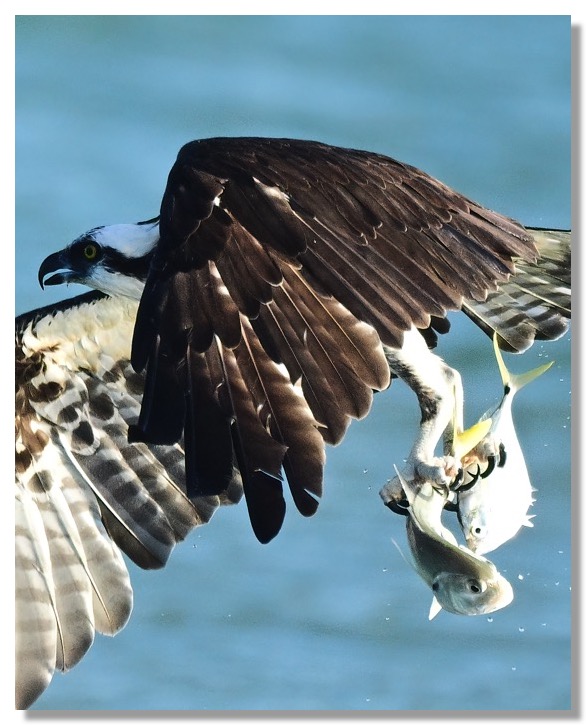 DSC_4617-DeNoiseAI-clear