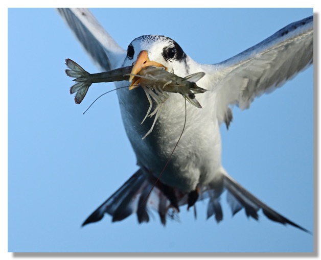 DSC_4404-DeNoiseAI-clear