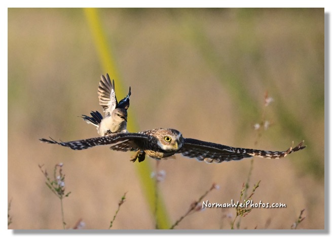 DSC_1935_01-DeNoiseAI-clear