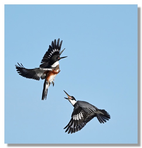 DSC_3146-DeNoiseAI-clear (1)-1