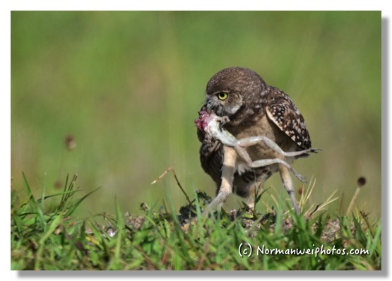 DSC_9896-DeNoiseAI-clear