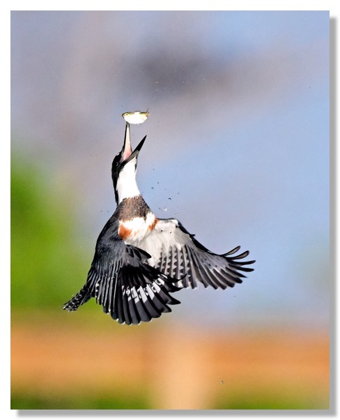 DSC_9933-DeNoiseAI-clear