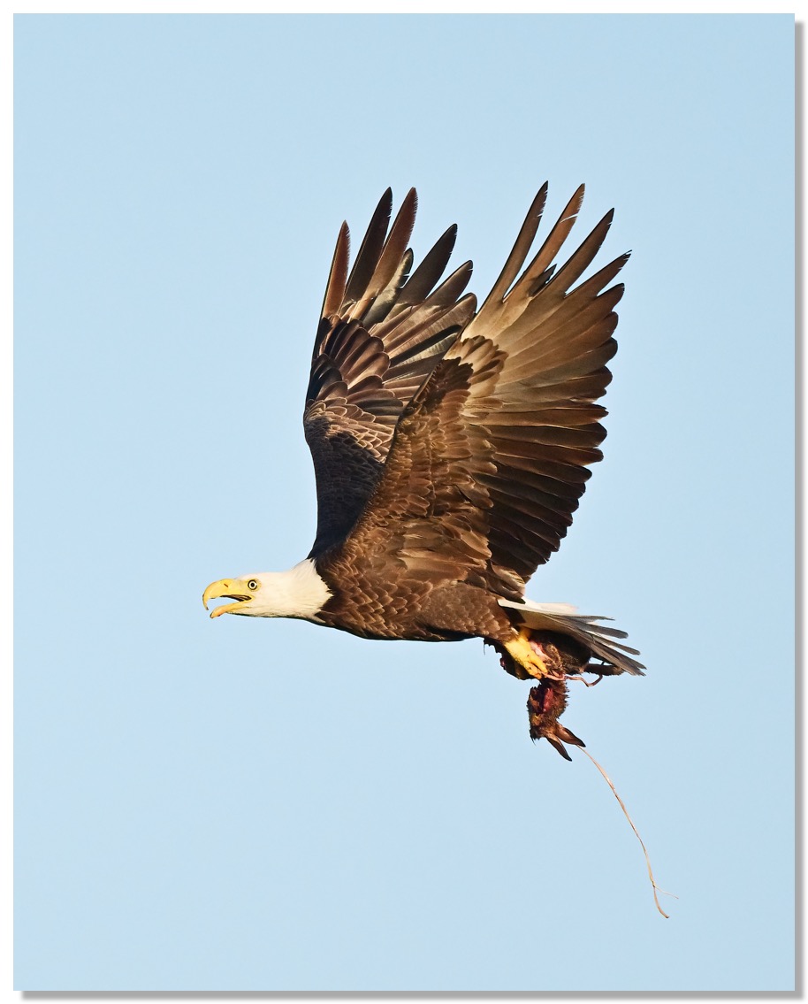 DSC_0576-DeNoiseAI-clear