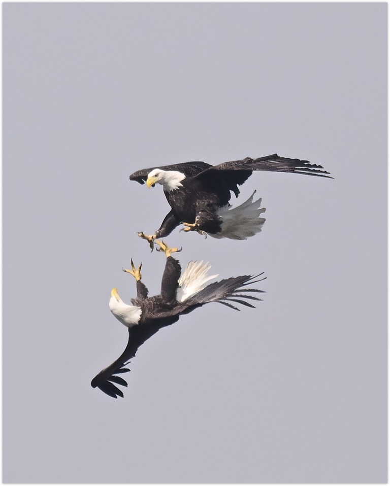 DSC_0588-DeNoiseAI-clear (1)