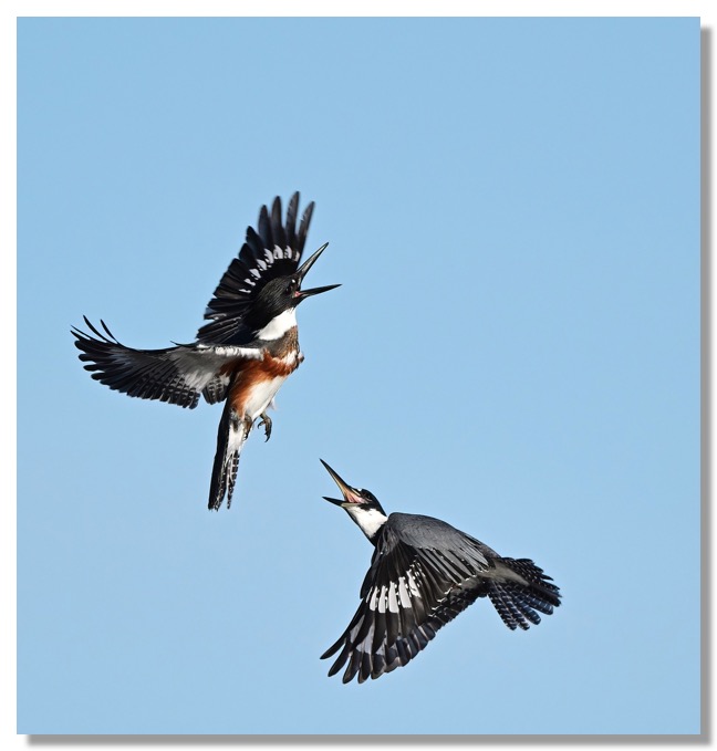 DSC_3146-DeNoiseAI-clear (1)-1