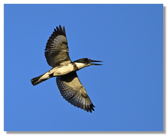 DSC_3876-DeNoiseAI-clear