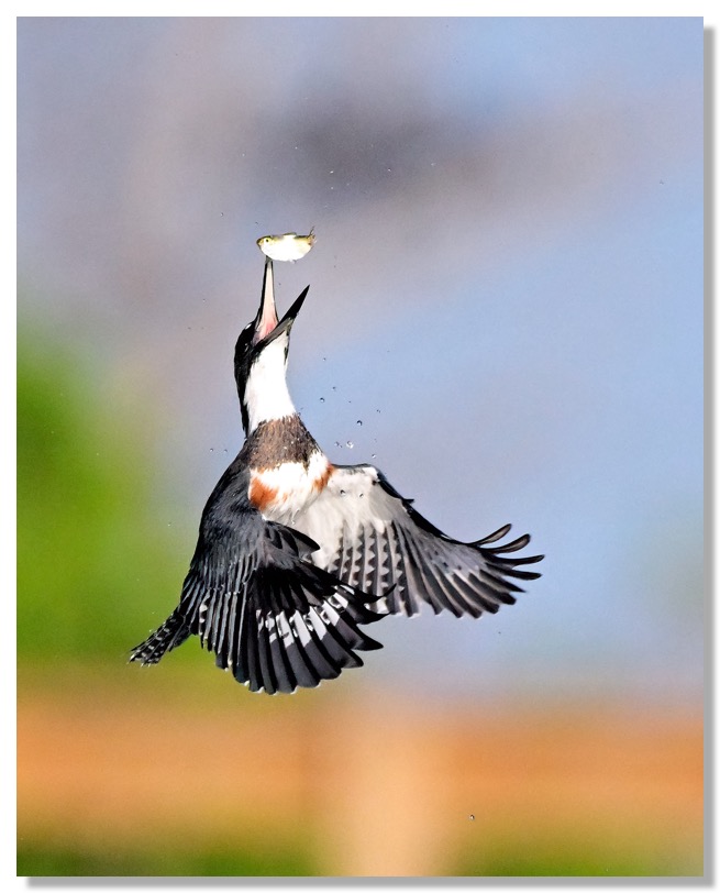 DSC_9933-DeNoiseAI-clear