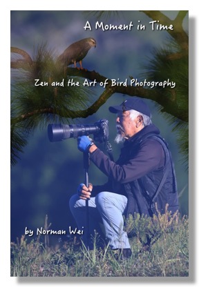 Norman wei in zen pose