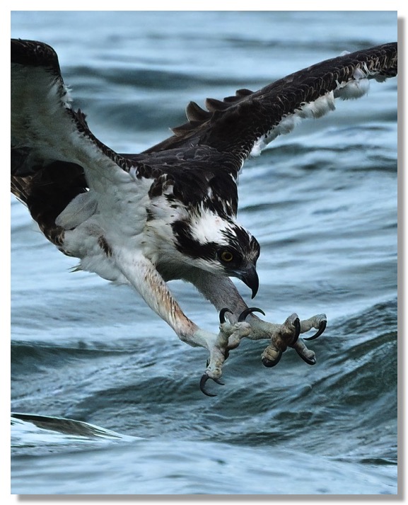 DSC_2243-DeNoiseAI-clear