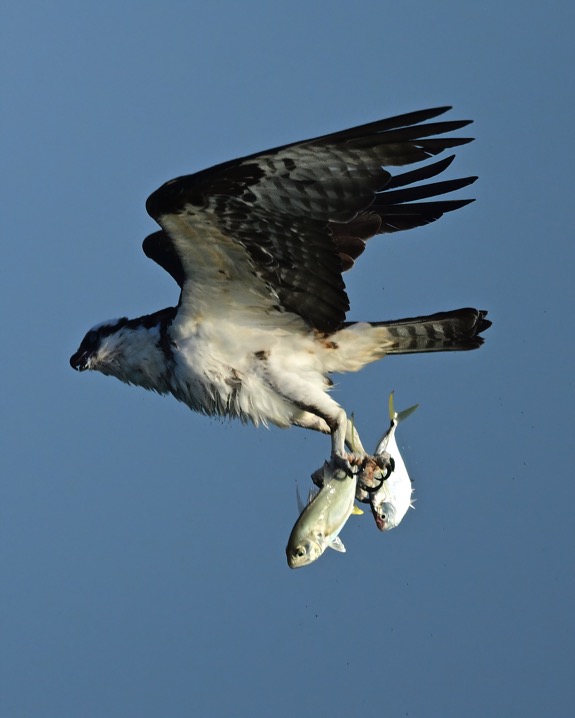 DSC_4634-DeNoiseAI-clear-2