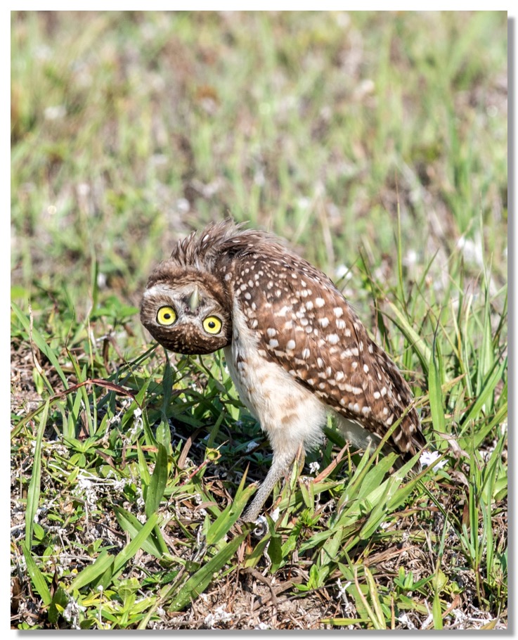 owl herbie_7514-4 copy