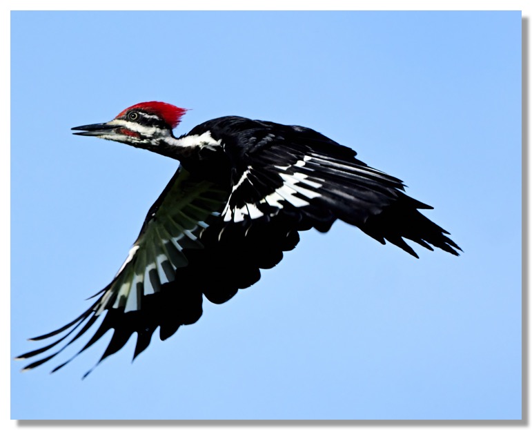 DSC_2329-DeNoiseAI-clear