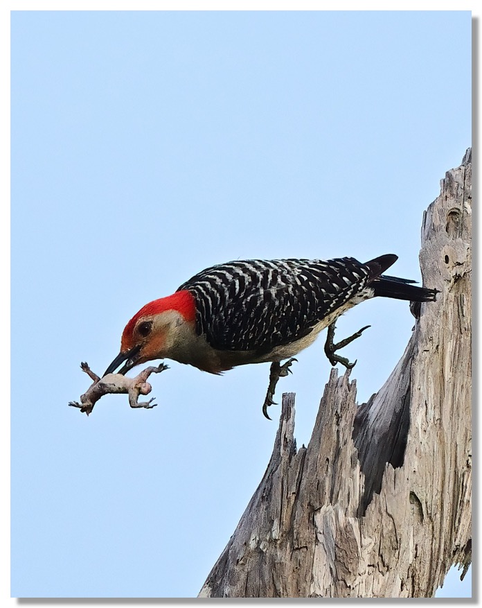 DSC_6716-DeNoiseAI-clear-1 copy