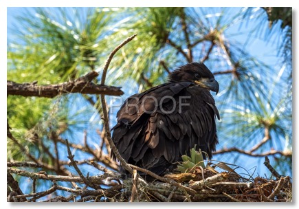 eaglet_6321-Edit-2
