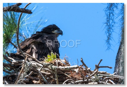 eaglet_6659-2