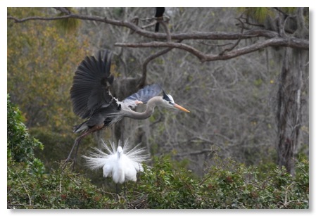 heron_0401