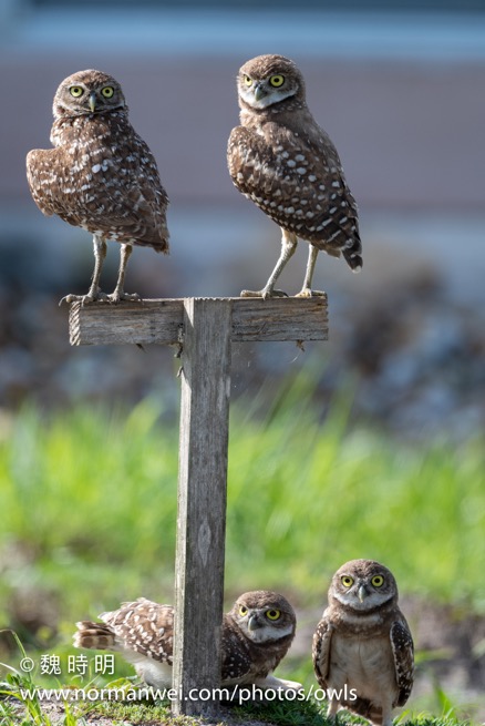 burrowing owls
