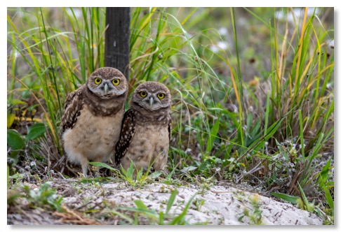 owl_1635-Edit-2