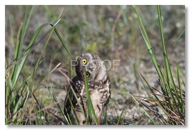 owl_8237-4-2
