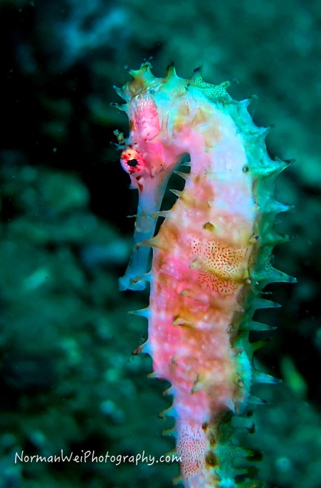 seahorse