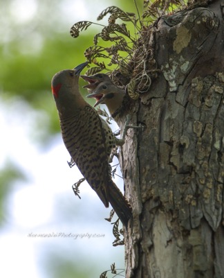 Northern flickers