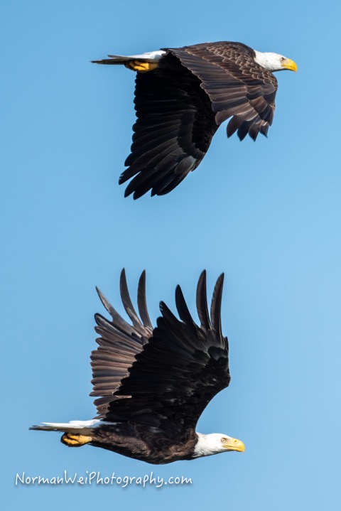 Harriet and M15 bald eagles