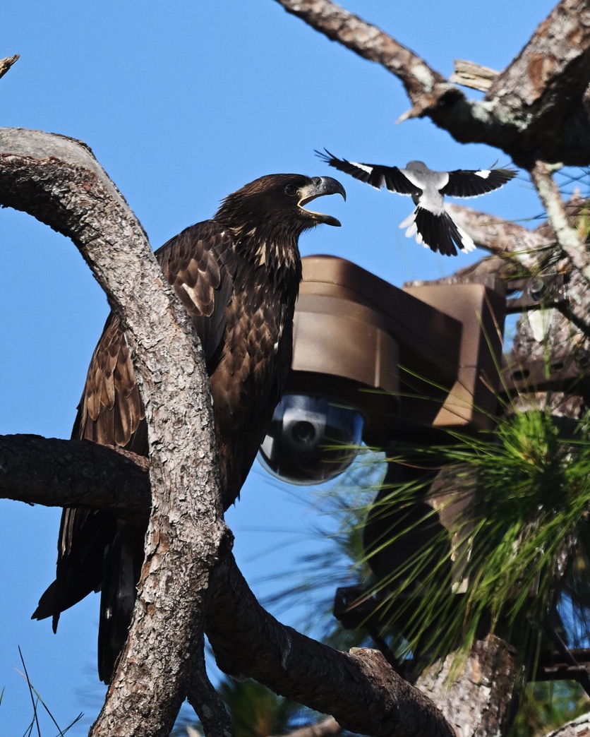 DSC_2373-DeNoiseAI-clear-1