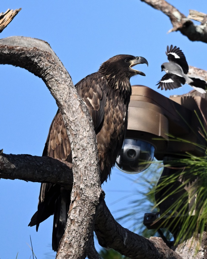 DSC_2379-DeNoiseAI-clear-1