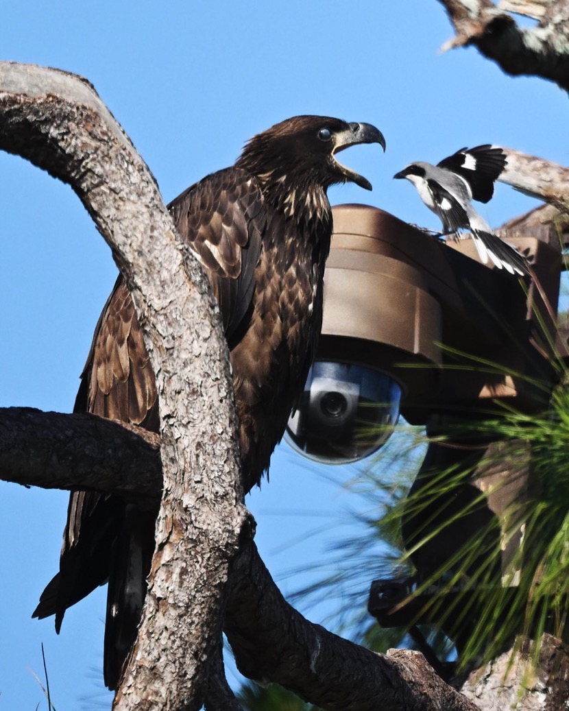 DSC_2380-DeNoiseAI-clear-1