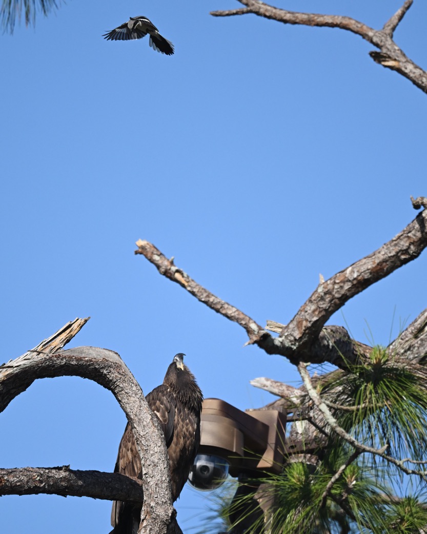 DSC_2413-DeNoiseAI-clear-1