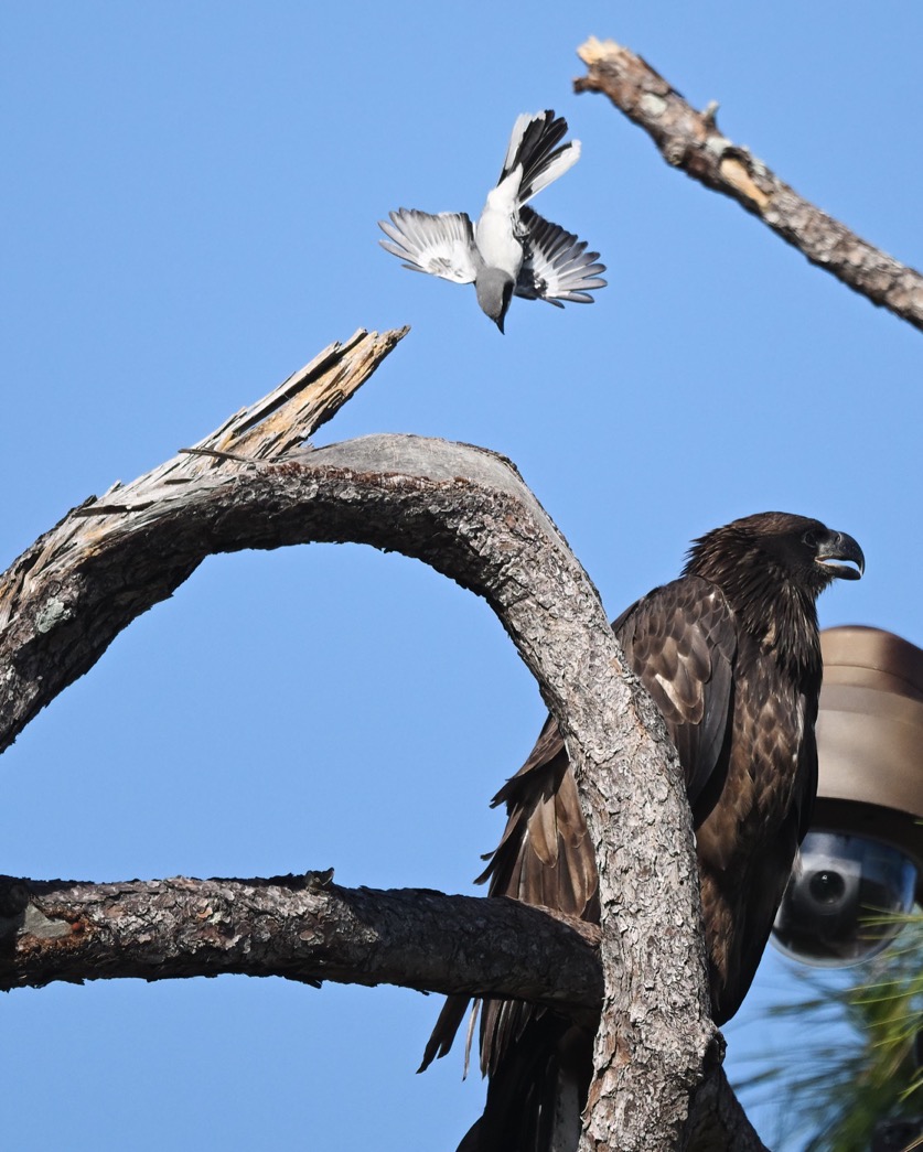 DSC_2450-DeNoiseAI-clear-1