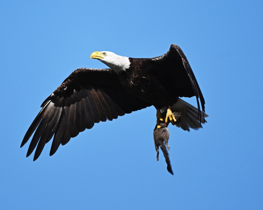 DSC_2828-DeNoiseAI-clear-1