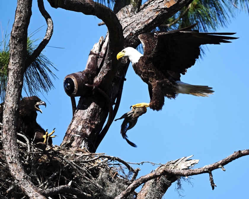 DSC_2848-DeNoiseAI-clear-1